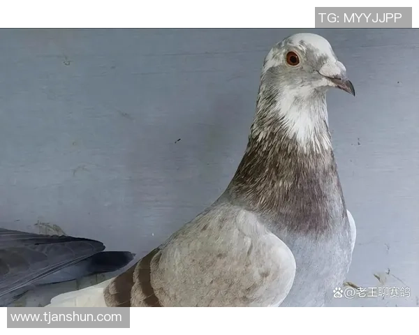 世界鸽子大赛盛况空前比利时布鲁塞尔吸引全球鸽友齐聚一堂